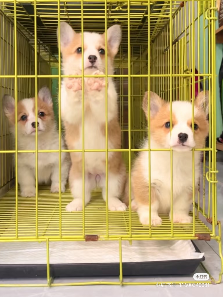 柯基幼犬